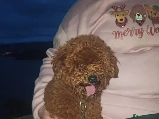 Caniche Toy perros CANICHES TOY - Anuncio 1