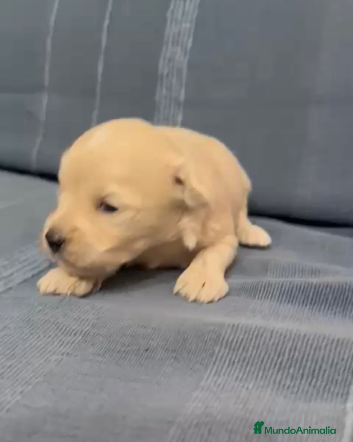 Maltipoo perros Venta de maltipoo toy nacionales  - Anuncio 1