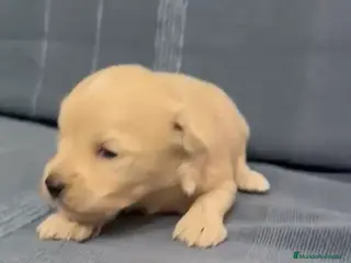 Maltipoo perros Venta de maltipoo toy nacionales - Anuncio 2