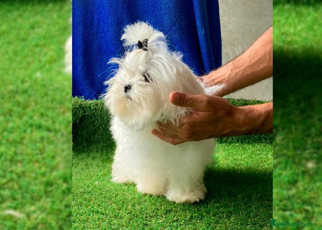Bichón Maltés perros en venta: Bichon maltés  - Anuncio 1