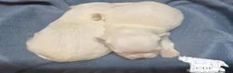 Bichón Maltés perros en venta: Machitos de Bichón Maltés  - Anuncio 4