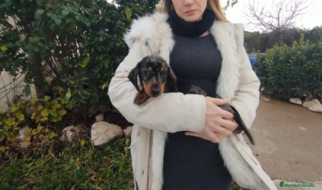 Teckel Miniatura perros en venta: Teckels kanichen  - Anuncio 1