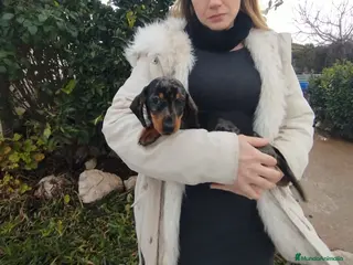 Teckel Miniatura perros Teckels kanichen - Anuncio 1