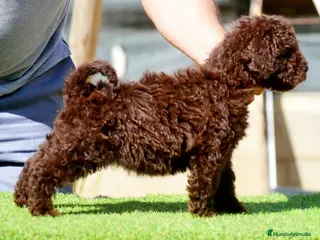 Perro de Agua Español perros CAMADA DE PERRO DE AGUA ESPAÑOL - Anuncio 18