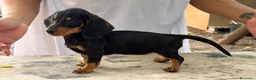 Teckel Miniatura perros en venta: Teckel mini  - Anuncio 5