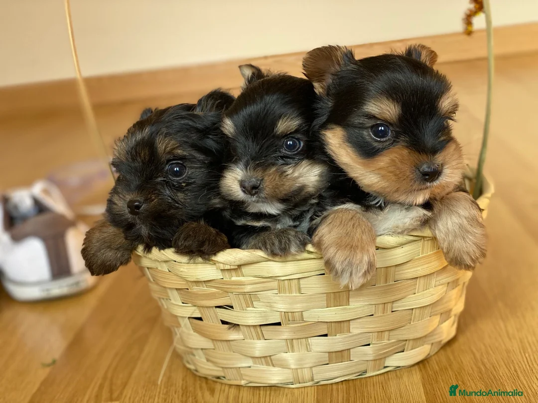 Yorkshire Terrier perros en venta: YORKSHIRE TOY //// MEJOR SELECCIÓN !!!! en Badajoz - Anuncio 3