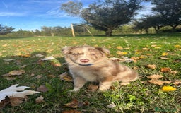 Border Collie perros en venta: Border collier  - Anuncio 1