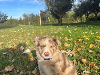 Border Collie perros Border collier - Anuncio 13