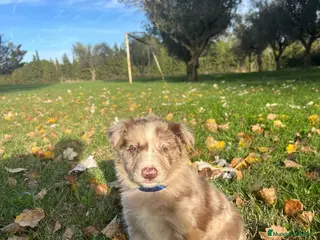 Border Collie perros Border collier - Anuncio 1