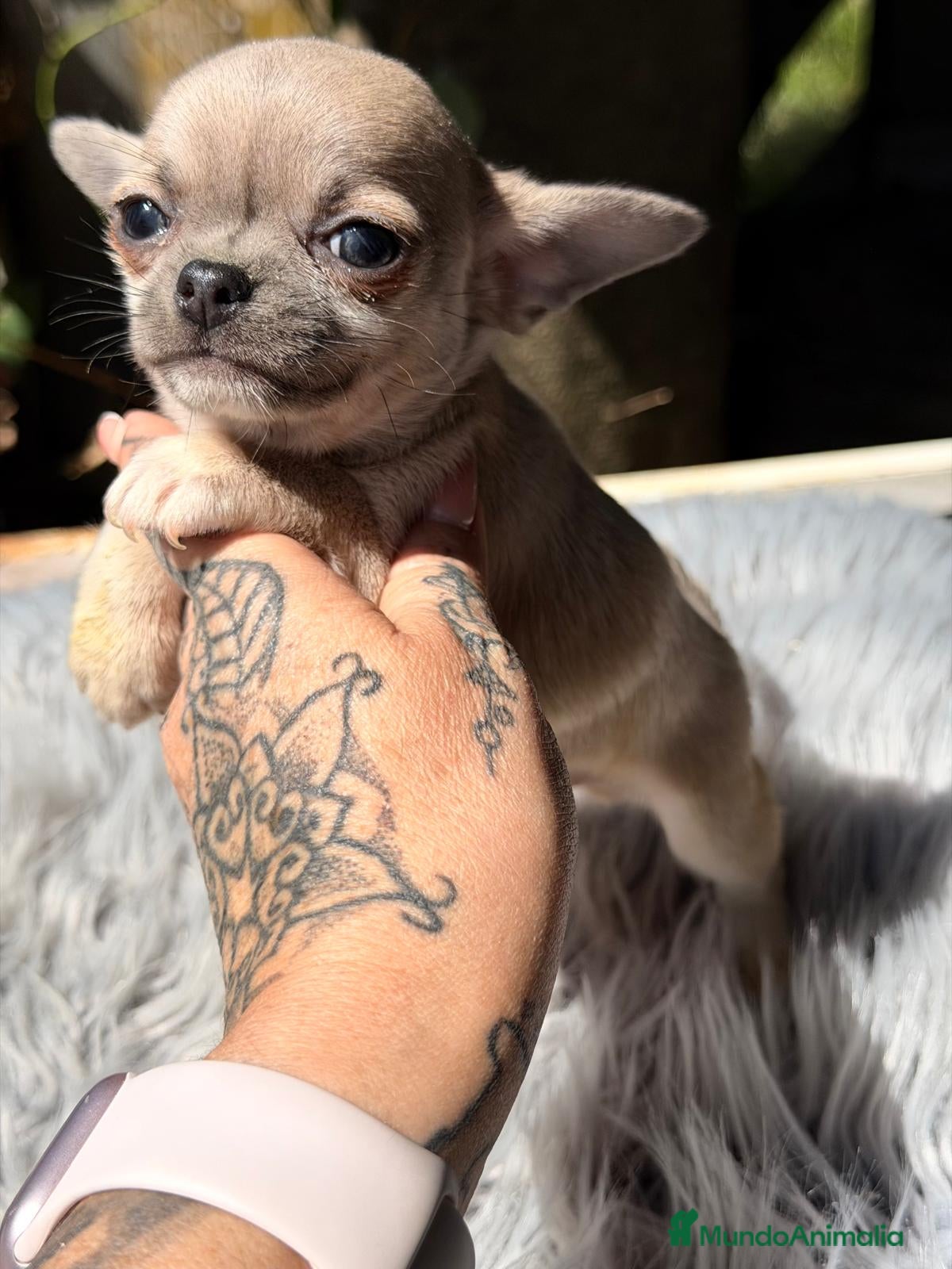 Chihuahua perros CHIHUAHUA MACHO BLUE FAWN - Anuncio 1