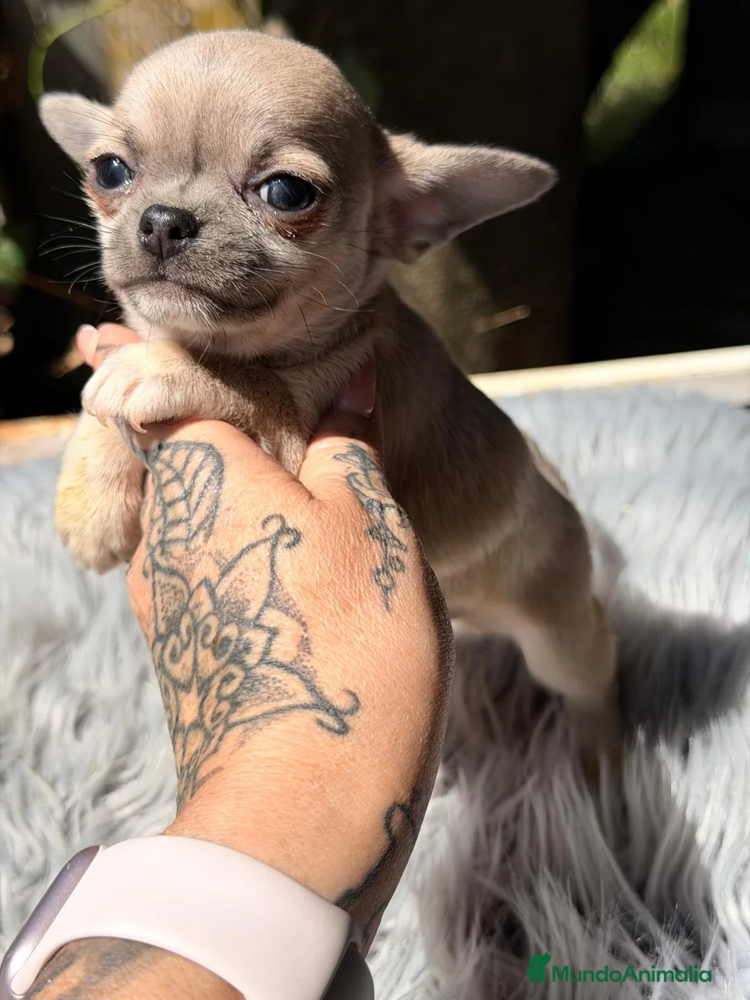 Chihuahua perros en venta: CHIHUAHUA MACHO BLUE FAWN - Anuncio 1