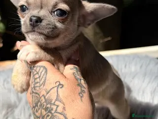 Chihuahua perros CHIHUAHUA MACHO BLUE FAWN - Anuncio 1