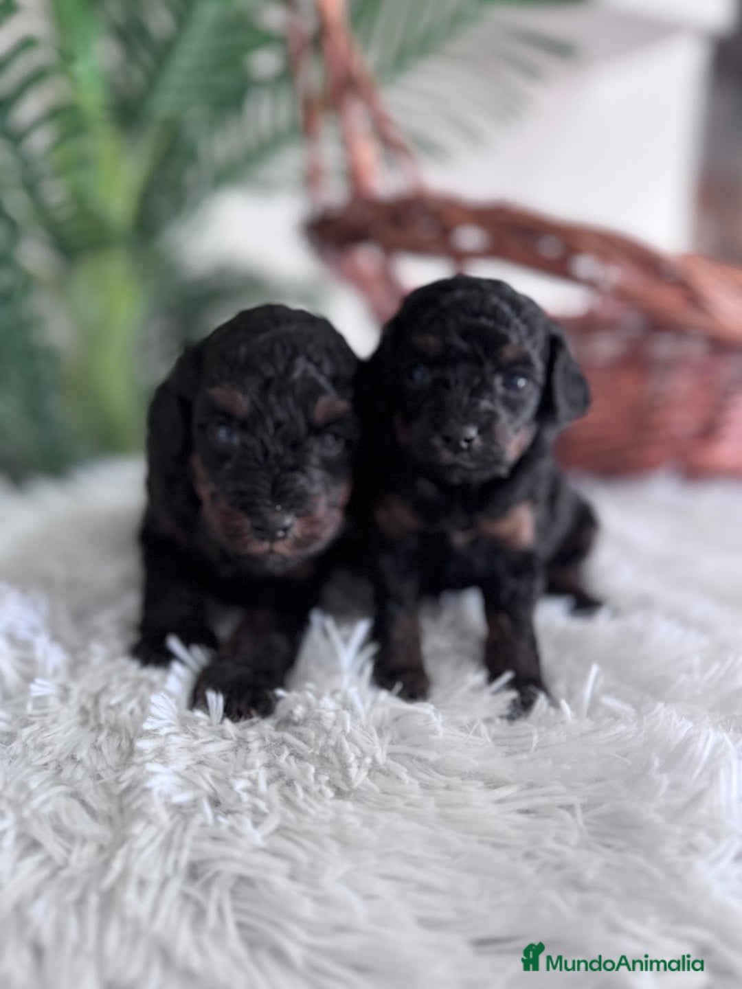 Caniche Toy perros en venta: CANICHE TOY HEMBRA - Imagen 8