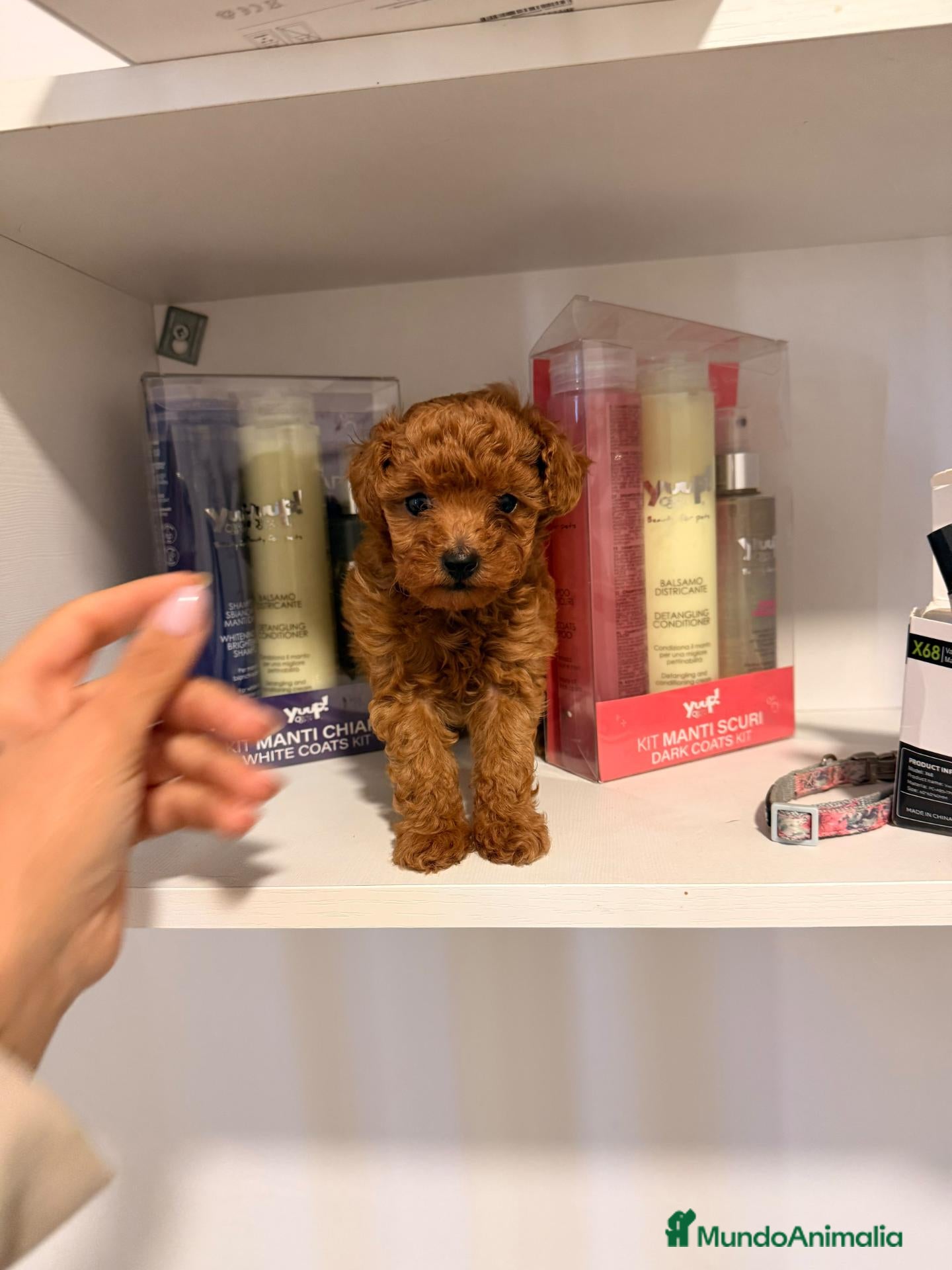 Caniche Toy perros en venta: Caniches tacita de te - Anuncio 27