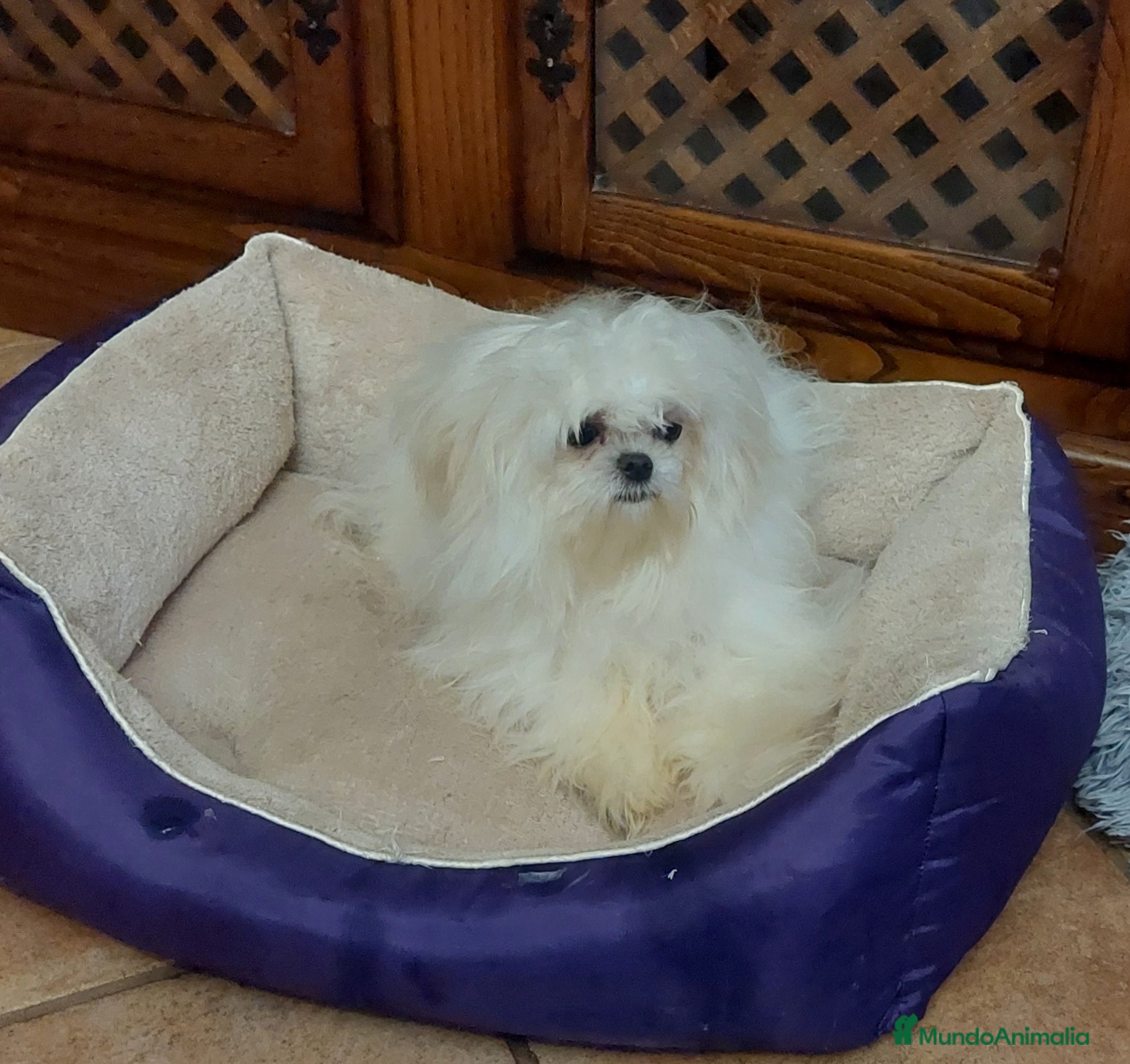 Bichón Maltés perros Bichon maltés  - Anuncio 35