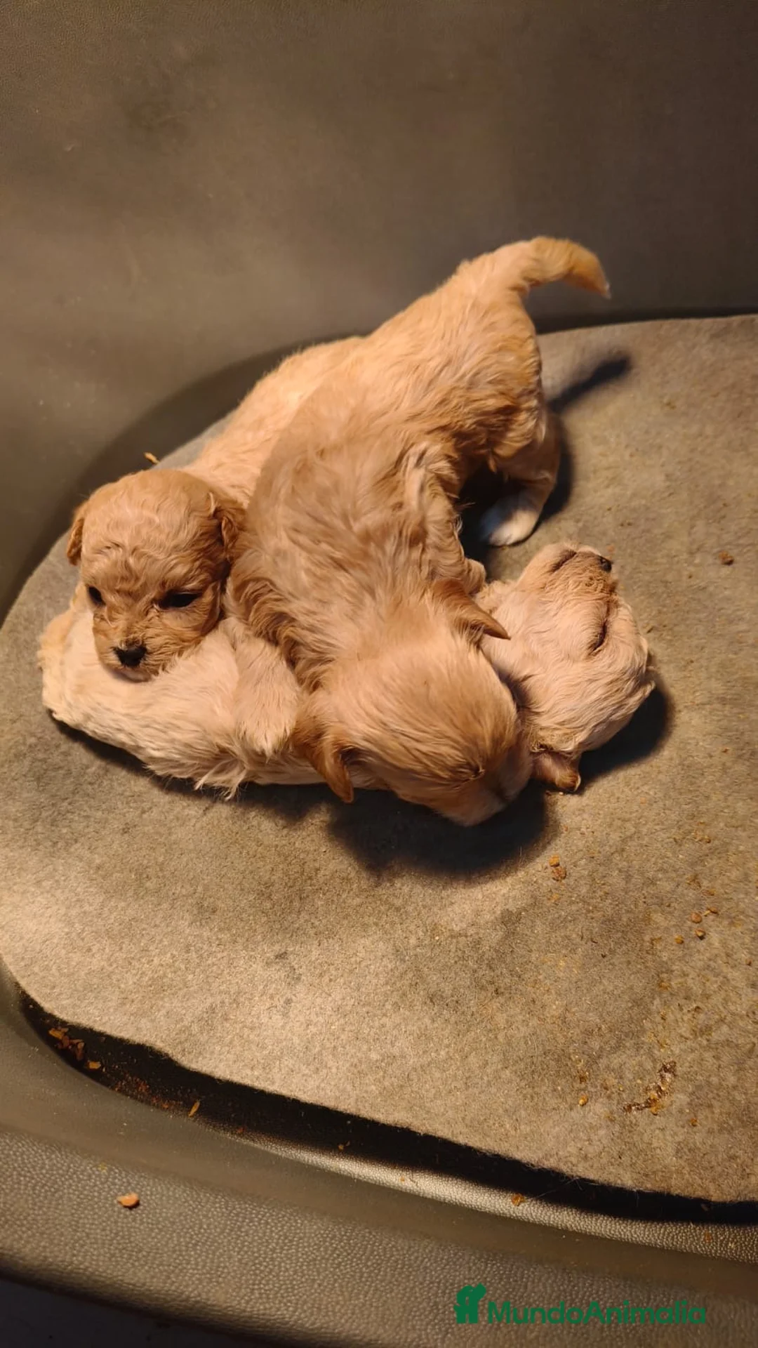 Maltipoo perros en venta: MALTIPOO TOYS Y MINI TOYS en Alicante - Anuncio 1