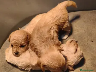 Maltipoo perros MALTIPOO TOYS Y MINI TOYS - Anuncio 1