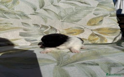 Pomerania perros en venta: Pomerania Toy - Anuncio 4