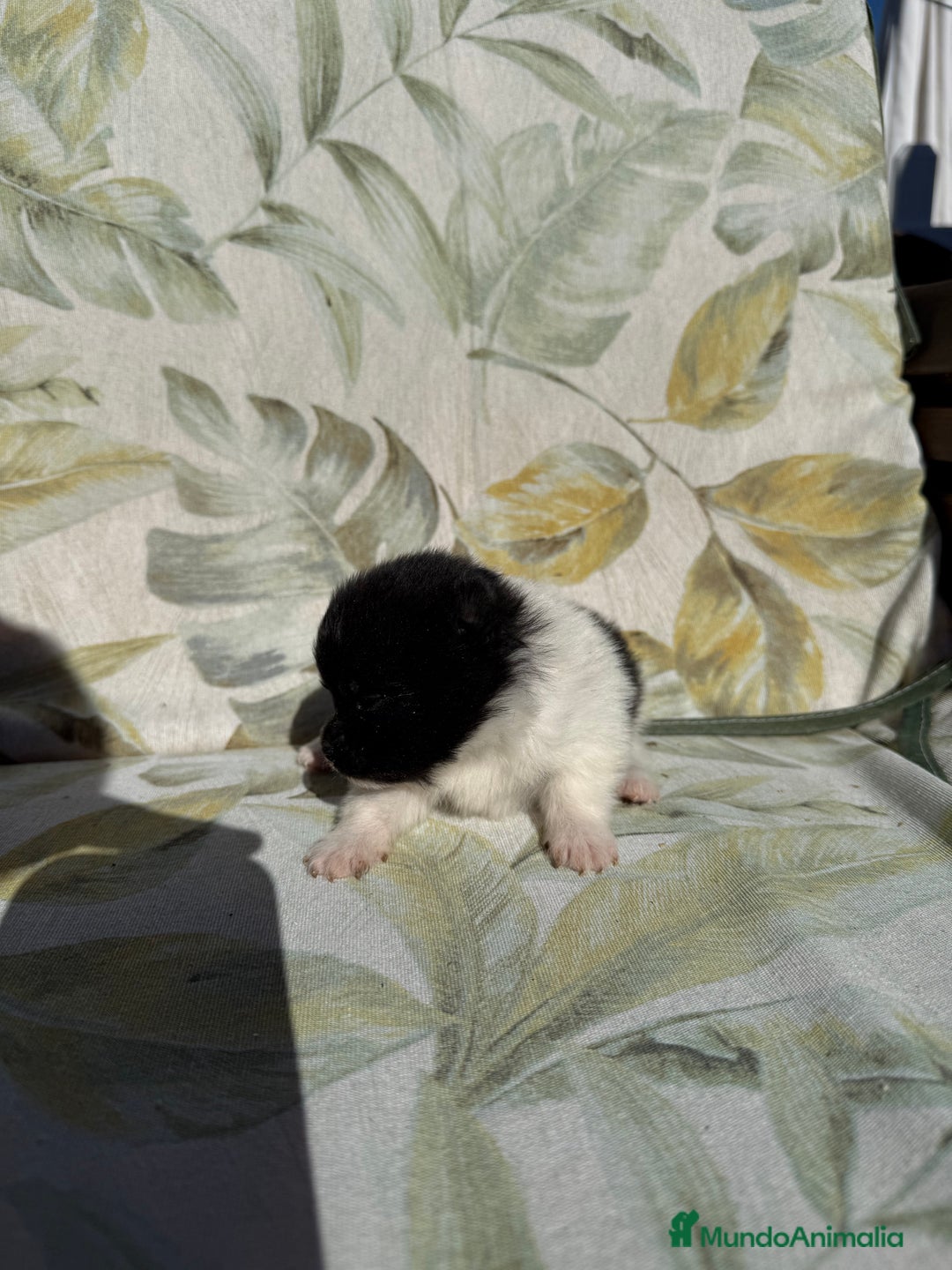 Pomerania perros en venta: Pomerania Toy - Anuncio 4