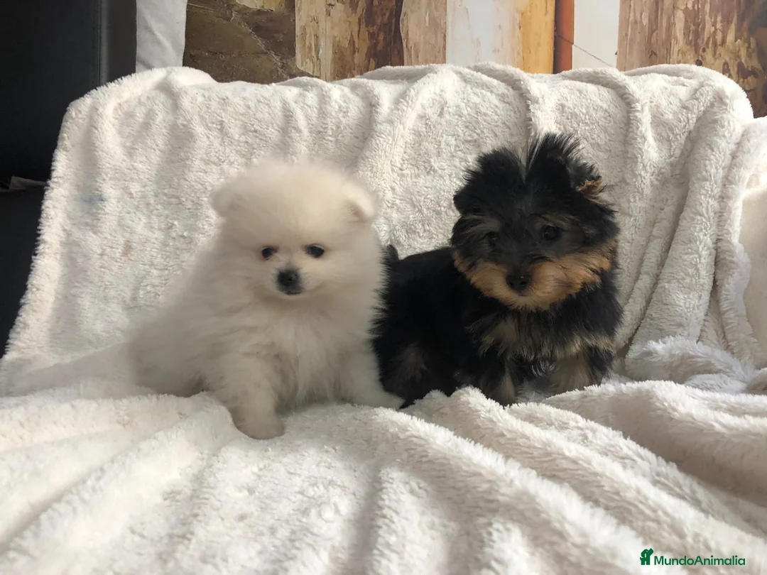 Pomerania perros en venta: Pomerania mini - Anuncio 2