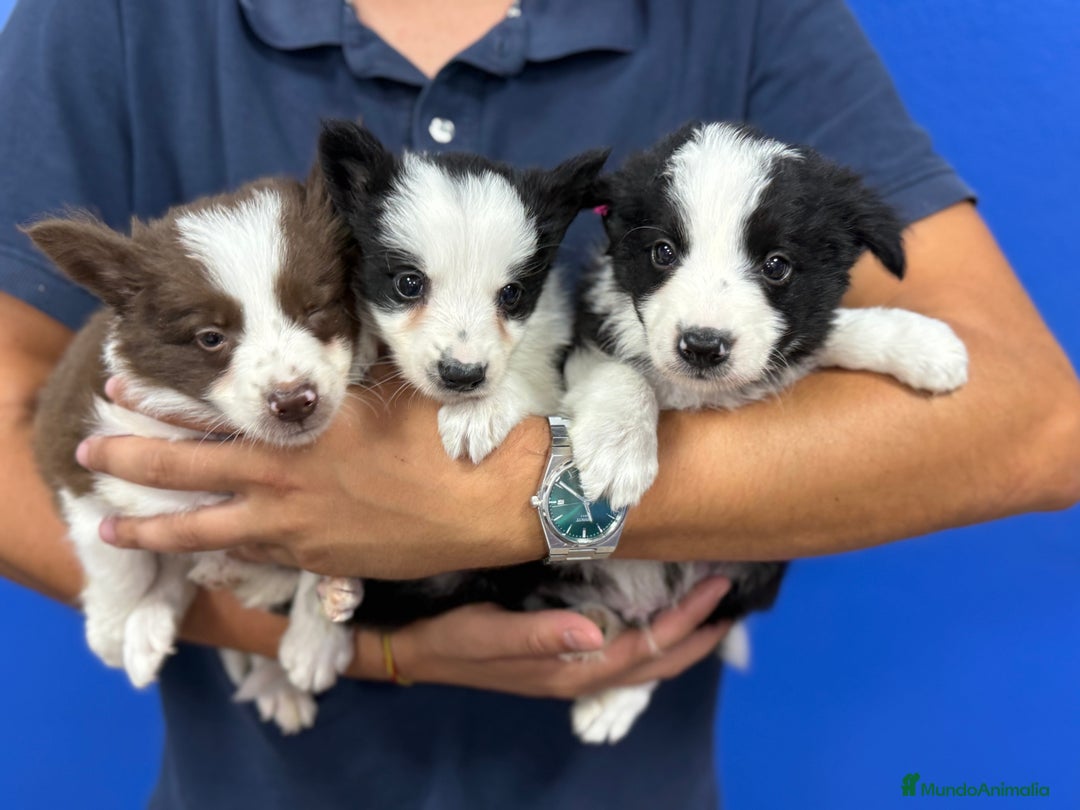 Border Collie perros en venta: Cachorros Border Collie 450€ ¡PRECIO REAL! - Anuncio 5