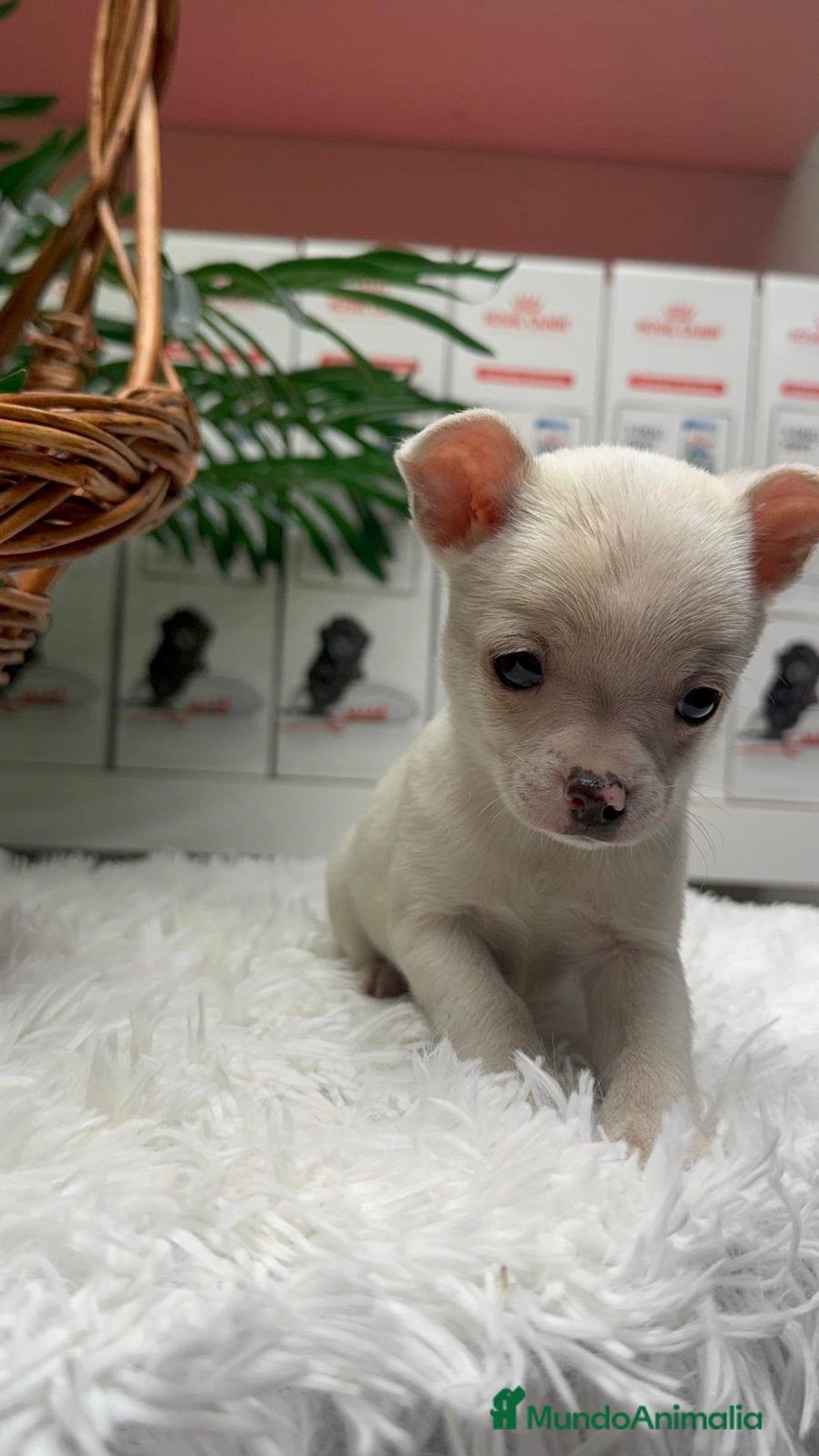 Chihuahua perros en venta: CHIHUAHUA MACHO - Anuncio 14