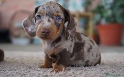 Teckel Miniatura perros en venta: ✨🐾 Frisco y Pau 🐾✨ - Imagen 2
