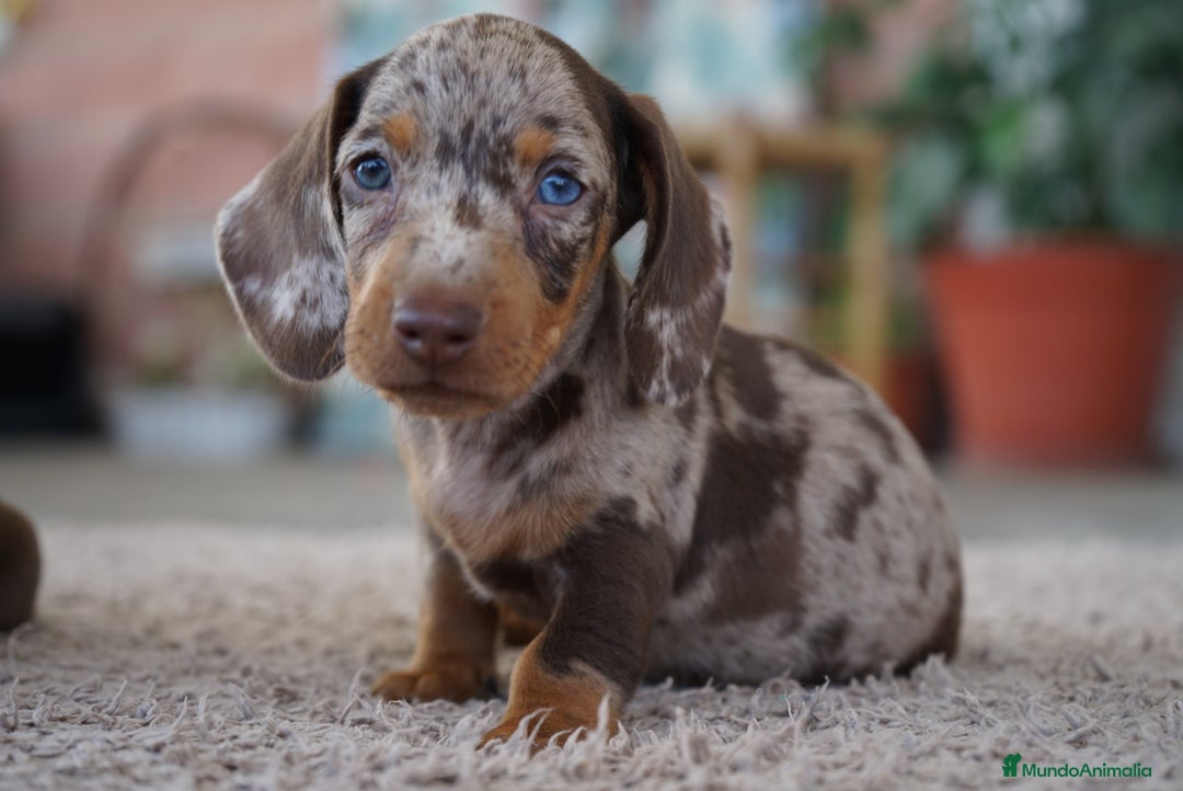 Teckel Miniatura perros en venta: ✨🐾 Frisco y Pau 🐾✨ - Imagen 2