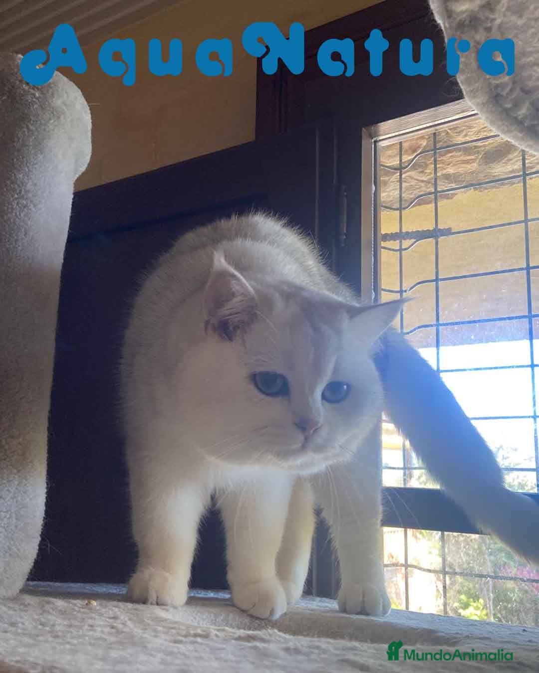 Británico de Pelo Corto gatos British Macho 7791 AQUANATURA - Anuncio 2