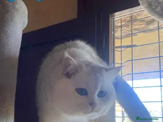 Británico de Pelo Corto gatos British Macho 7791 AQUANATURA - Anuncio 2