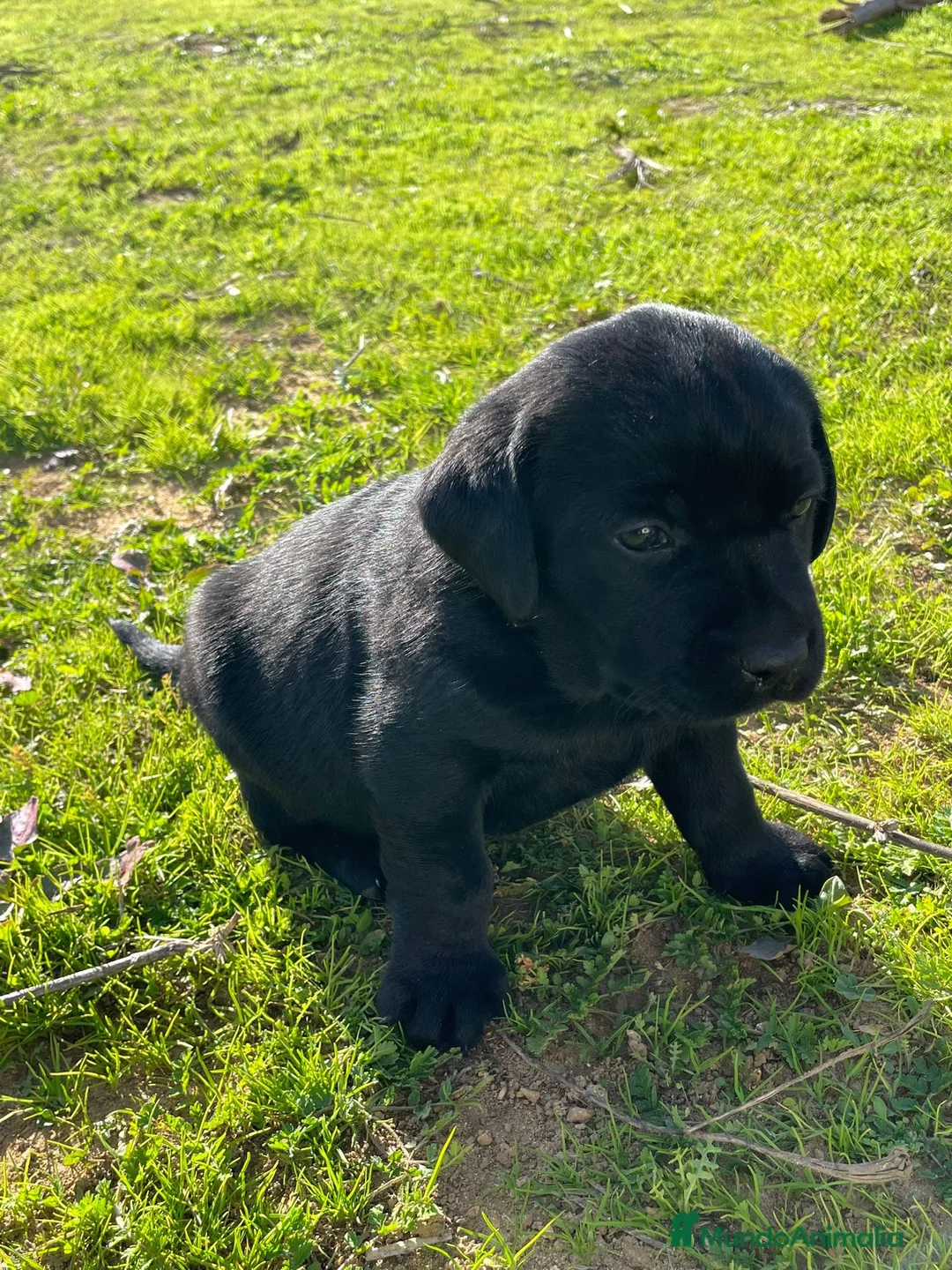 Labrador Retriever perros en venta: Labrador Retriever último macho!! - Anuncio 2