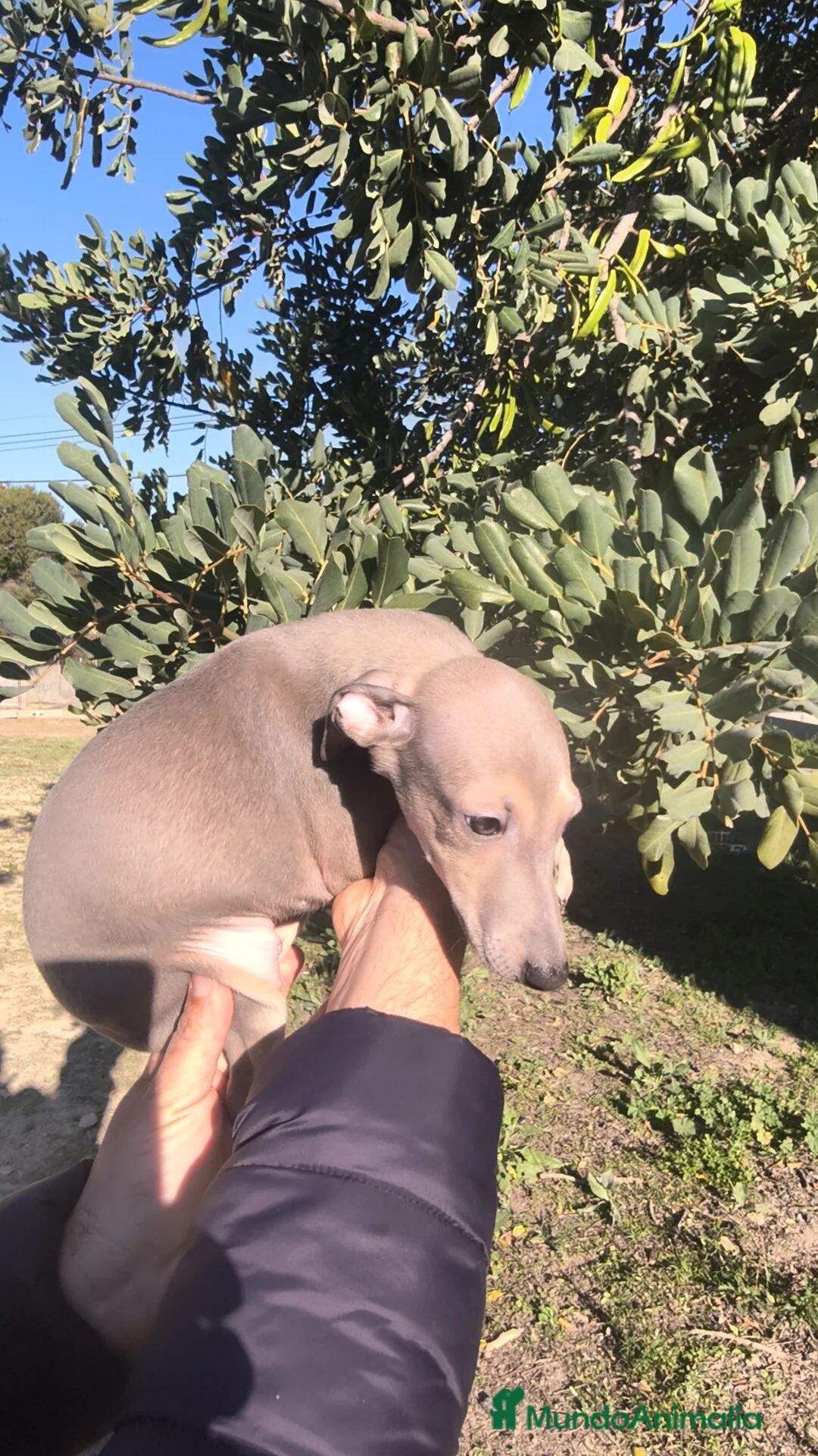 Pequeño Lebrel Italiano perros en venta: Pequeño lebrel Italiano Finca Paunais  - Anuncio 8