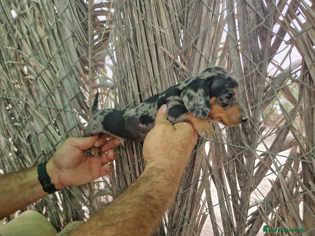 Teckel Miniatura perros en venta: Teckel kaninchen  - Anuncio 6