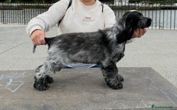 Cocker Spaniel Inglés perros en venta: Excelentes cachorros cocker spaniel ingles - Imagen 6