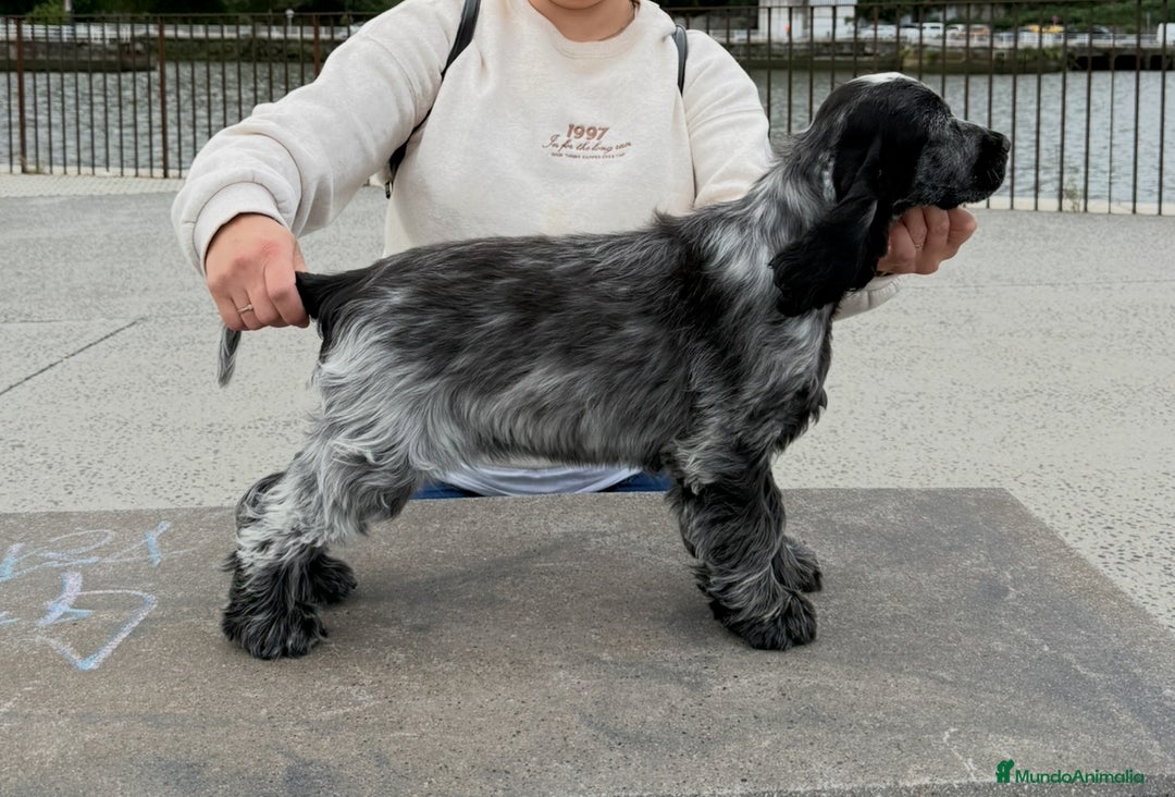 Cocker Spaniel Inglés perros en venta: Excelentes cachorros cocker spaniel ingles - Imagen 6