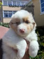 Pastor Australiano Cachorro 3