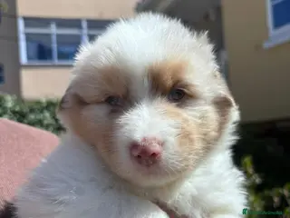 Pastor Australiano perros Maravillosa camada de Pastor australiano. - Anuncio 2