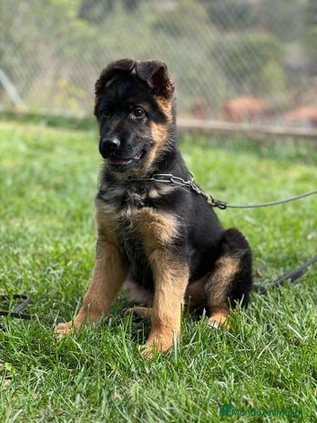 Pastor Alemán perros en Valencia - Anuncio 3