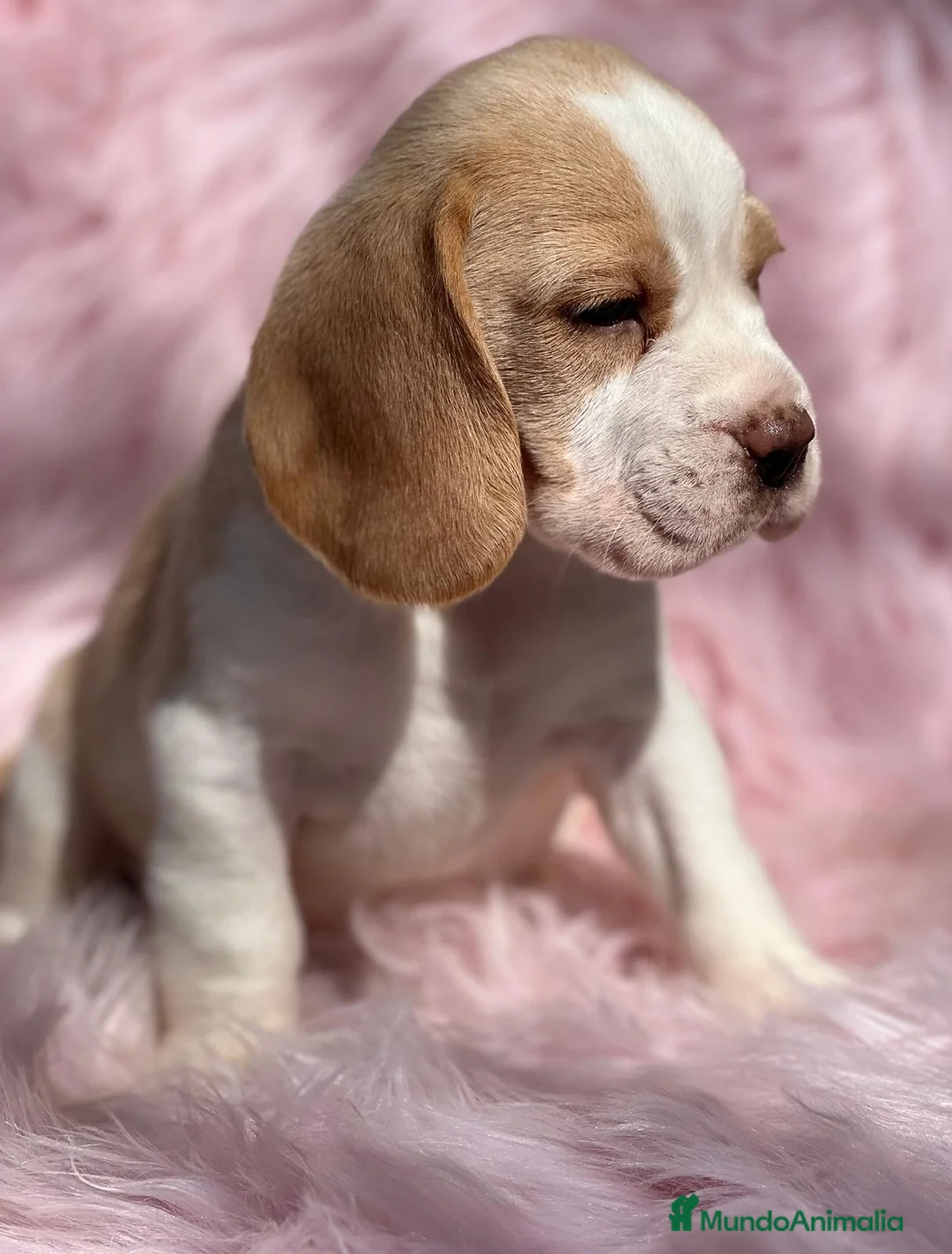 Beagle perros en venta: Beagle en Barcelona - Anuncio 2