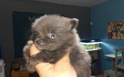 Pomerania perros en venta: Preciosas camada de pomerania  - Imagen 8