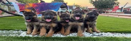 Pastor Alemán perros en venta: Cachorros pastor aleman - Anuncio 2