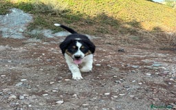 Pastor Australiano perros en venta: PASTOR AUSTRALIANO  - Imagen 2
