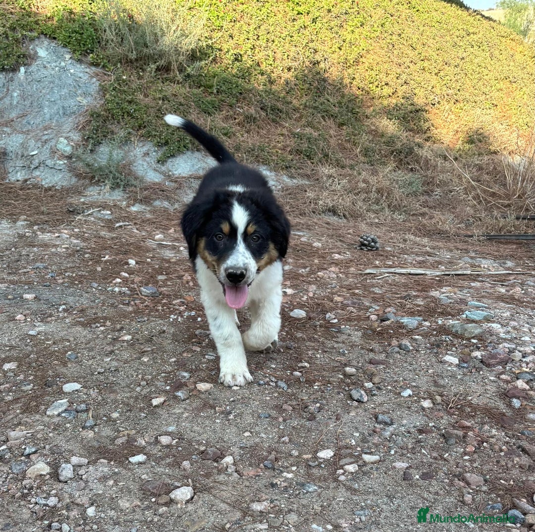 Pastor Australiano perros en venta: PASTOR AUSTRALIANO  - Imagen 2