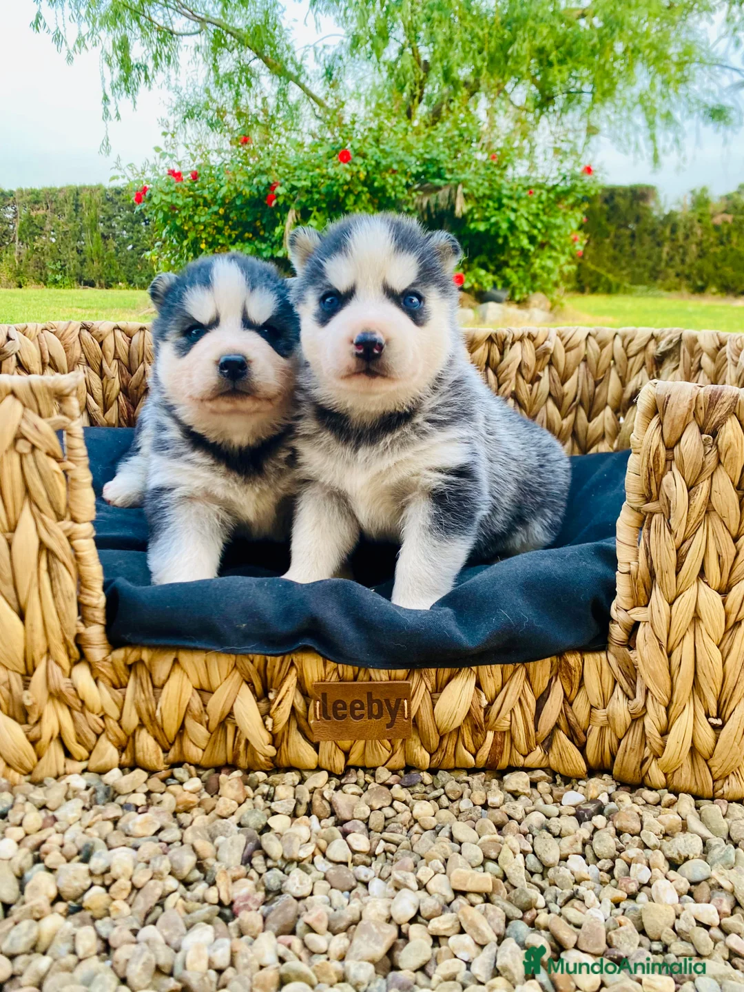 Husky Siberiano perros en venta: Cachorros Husky Siberiano - Anuncio 1