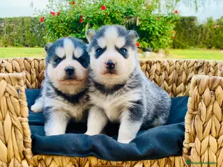 Husky Siberiano perros Cachorros Husky Siberiano - Anuncio 1