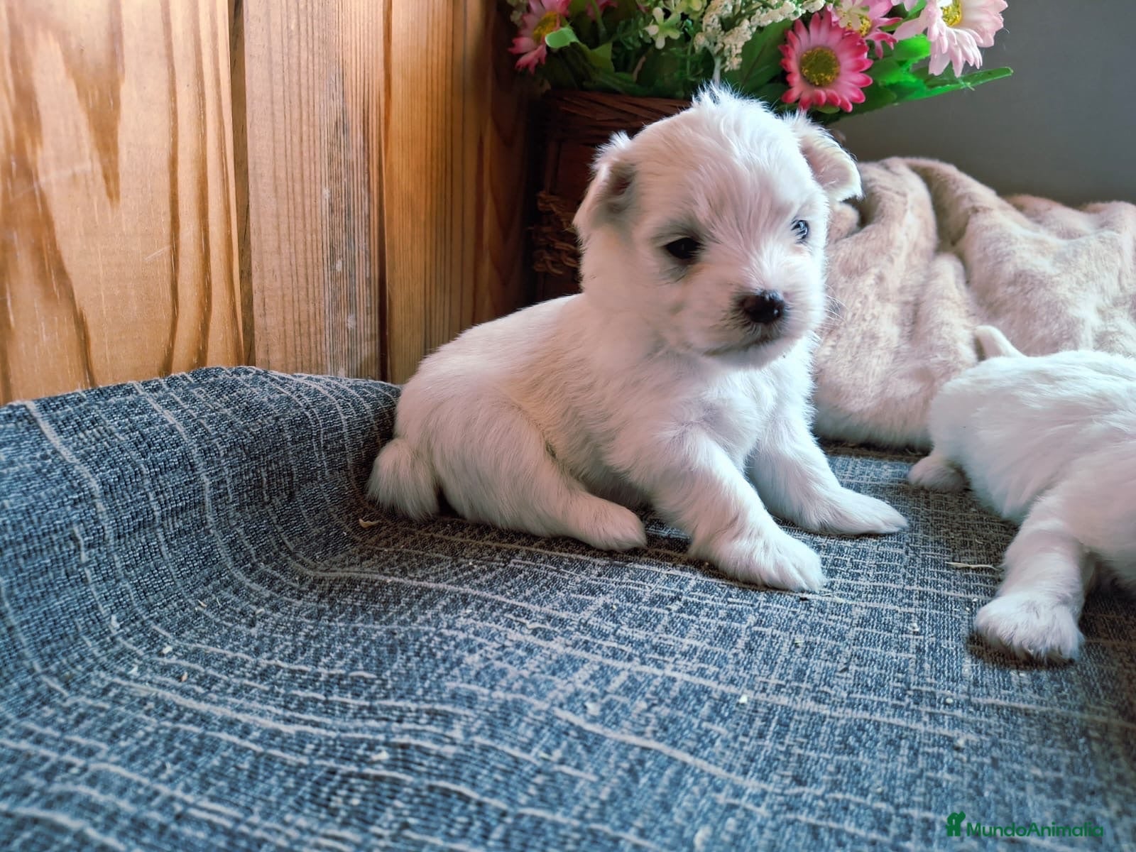 Bichón Maltés perros Bichón Maltés Cachorros Pedigree - Anuncio 2