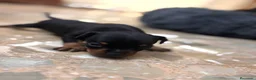 Pinscher Miniatura perros en venta: Pinscher miniatura  en Valencia - Anuncio 5