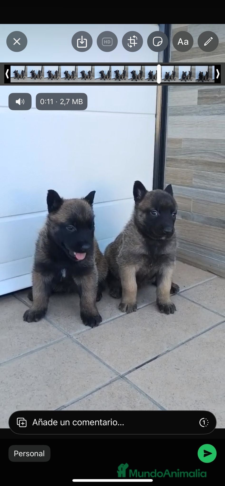 Pastor Belga Malinois perros Pastor belga  - Anuncio 1