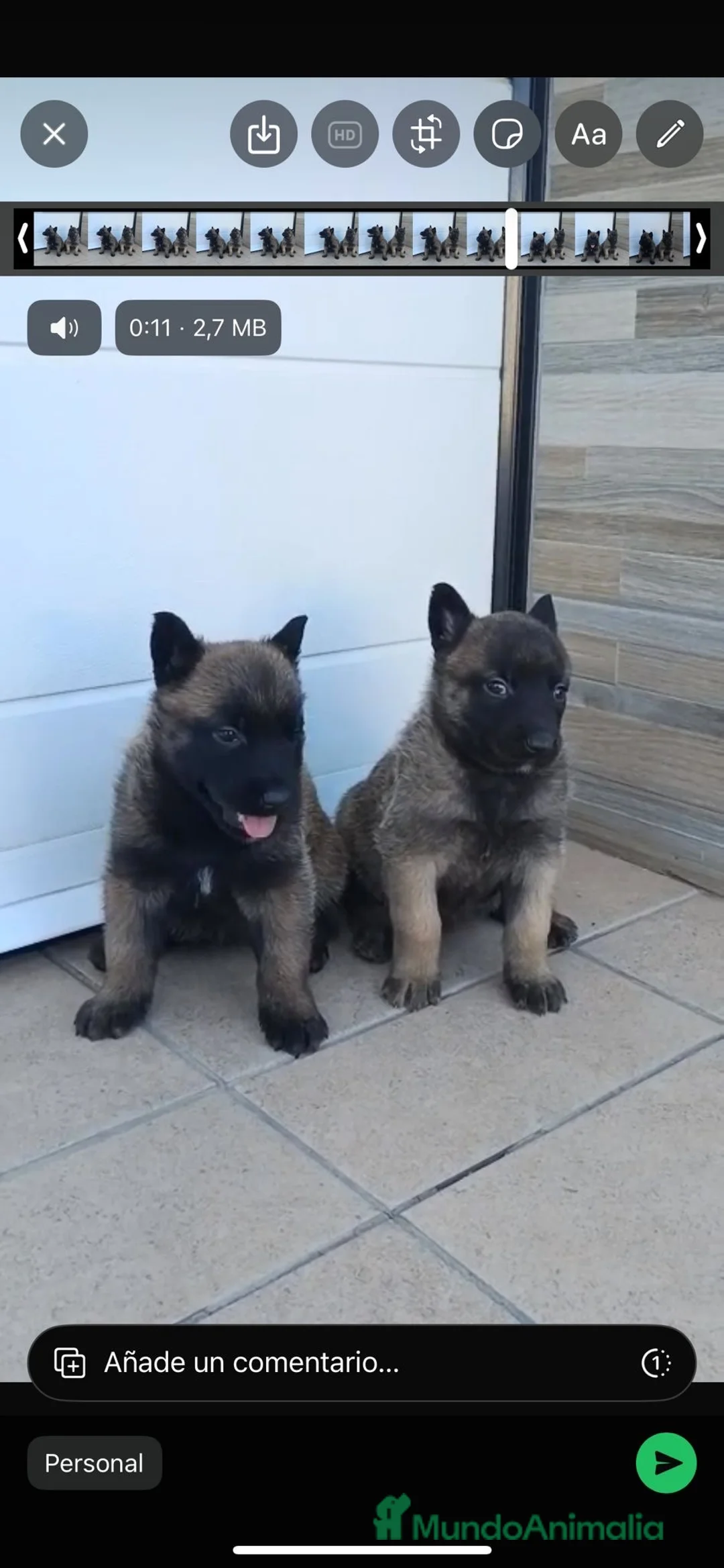 Pastor Belga Malinois perros en venta: Pastor belga  - Anuncio 1