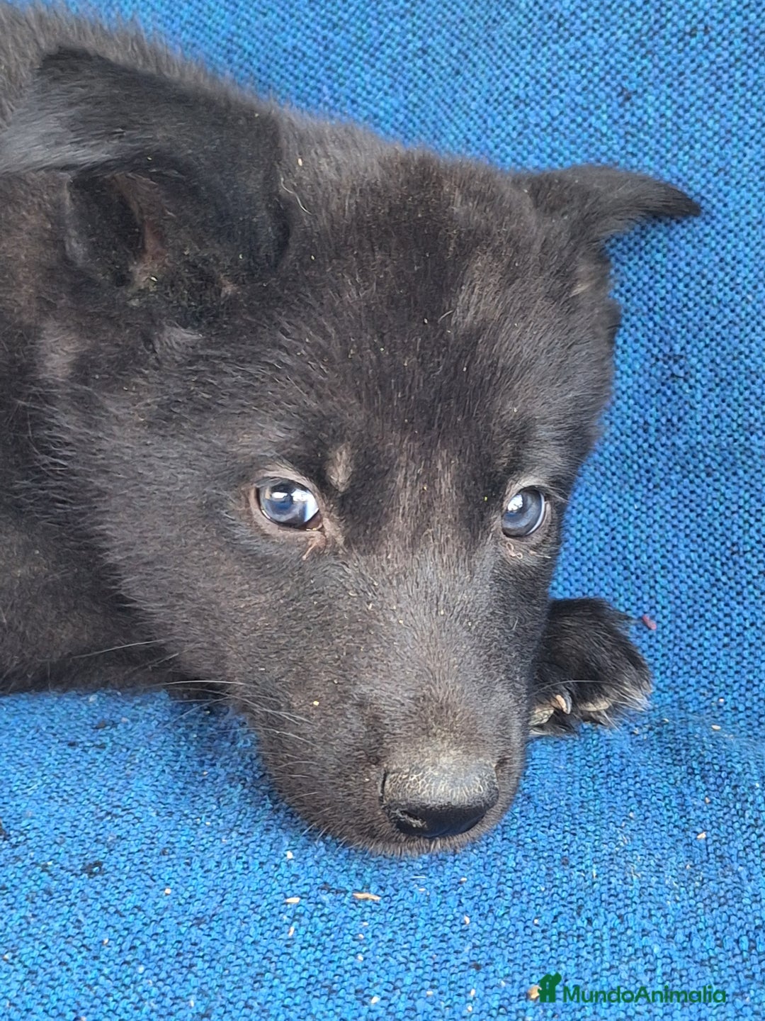 Otras razas perros en venta: PERRO LOBO AMERICANO  - Anuncio 6